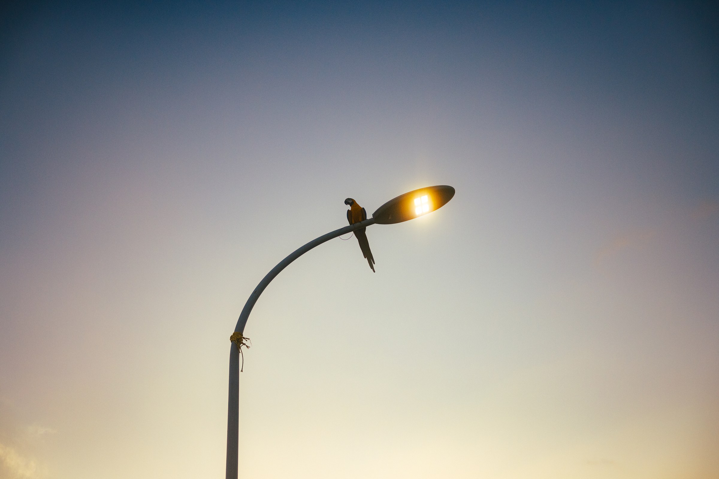 Macaw perched beside a glowing street lamp against a golden dusk sky