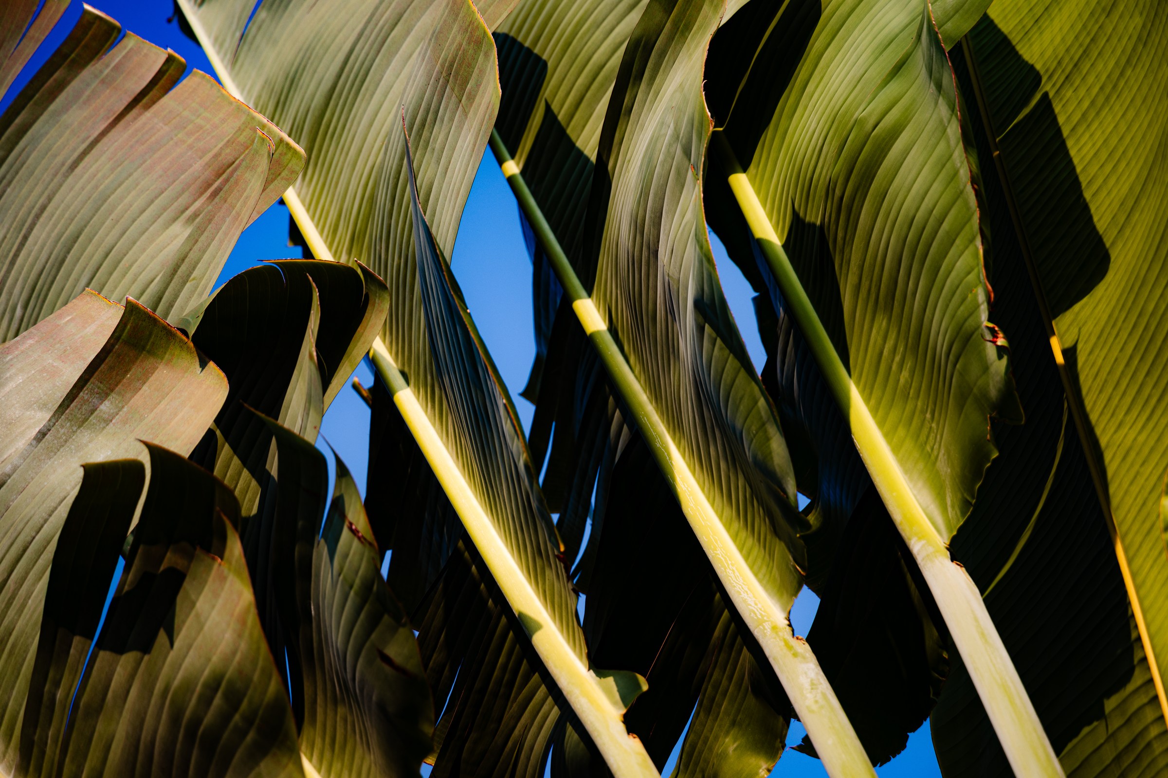 Close-up of banana leaves layered and glowing green against a deep blue sky