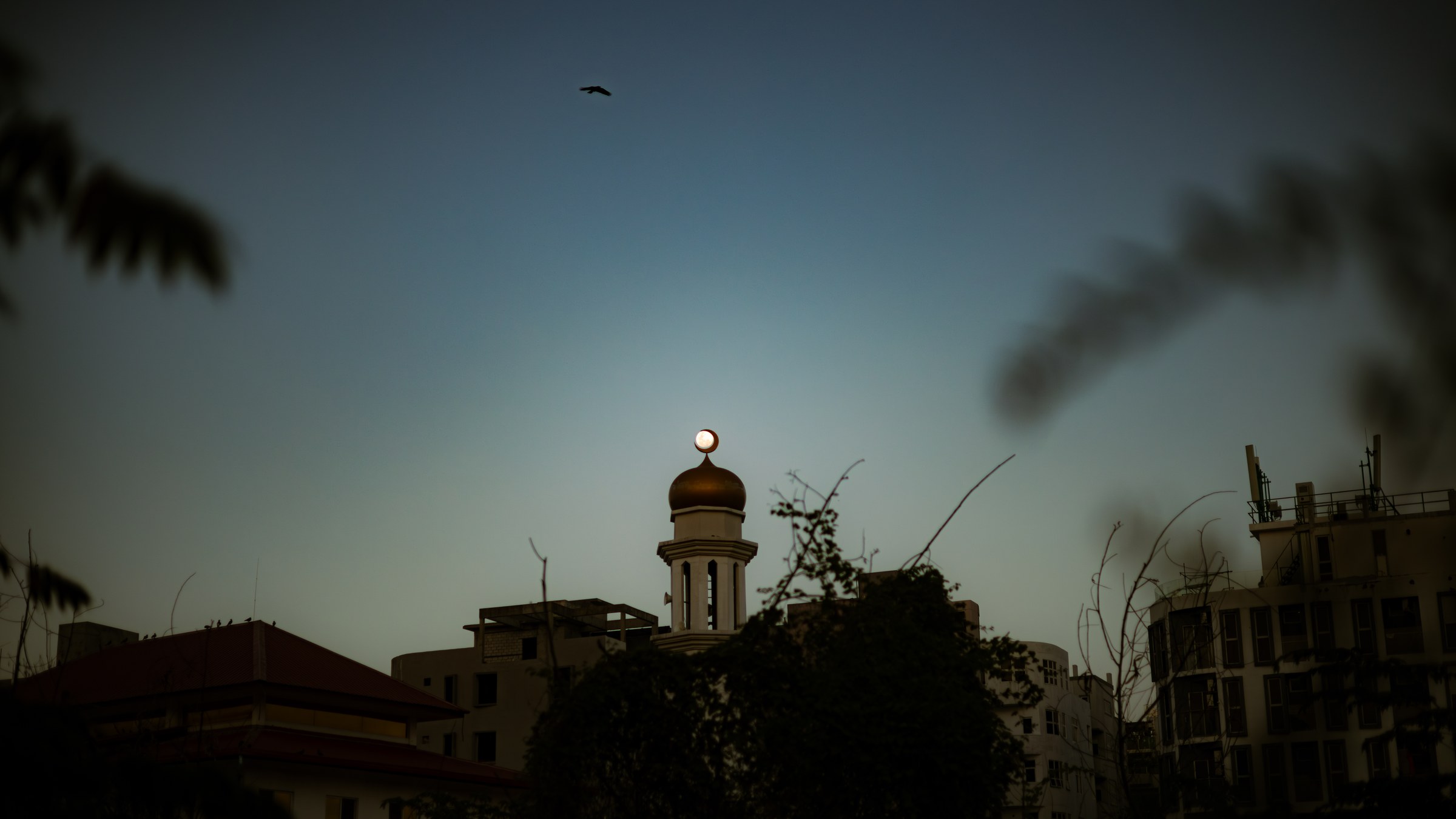 Mosque minaret rising above dark rooftops at dusk, a bird in flight overhead