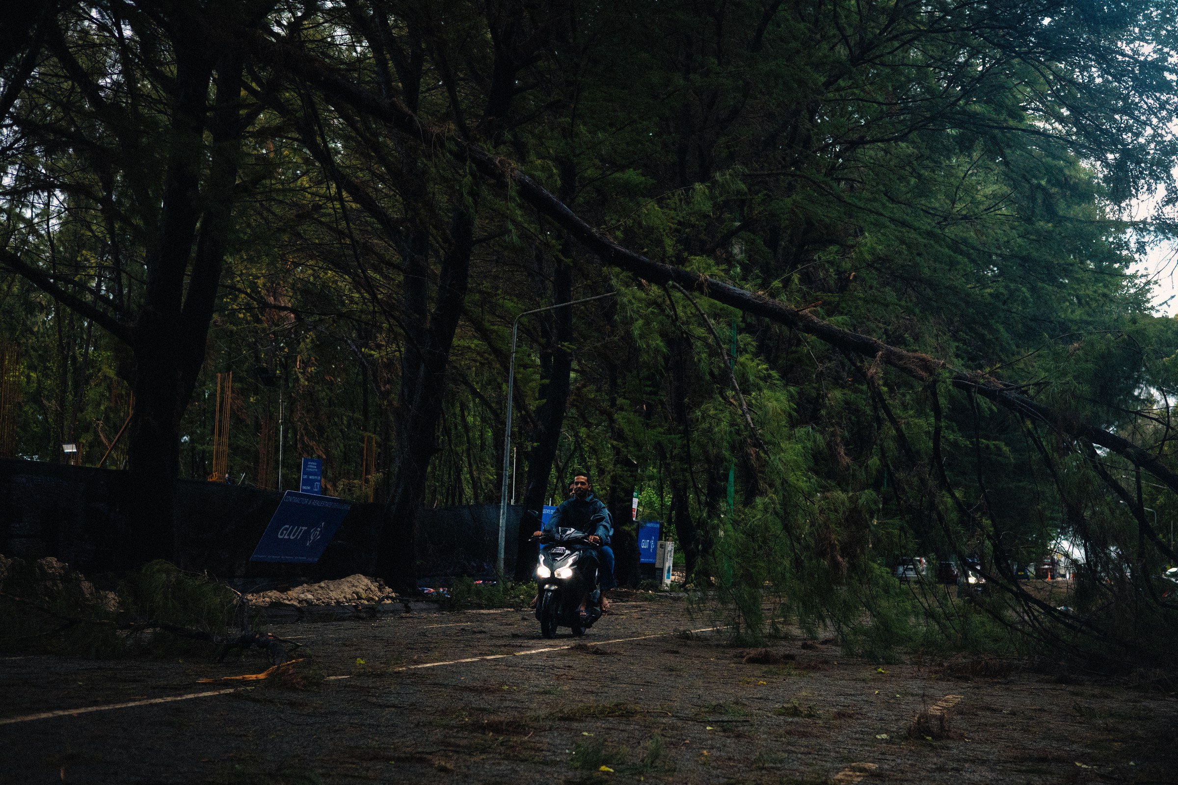 Motorcyclist navigating under a fallen tree leaning across a shaded road
