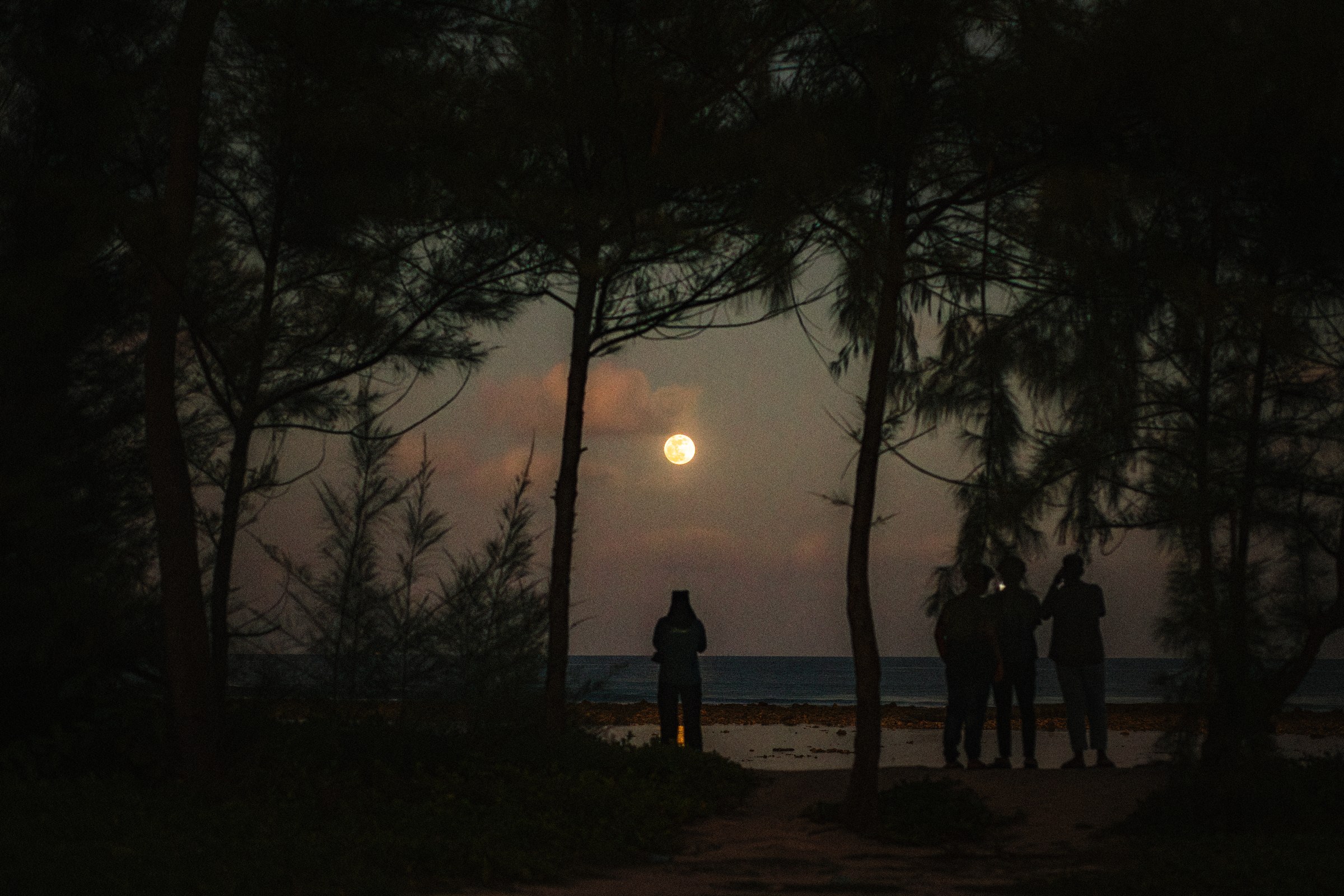 People watching a full moon rise over the sea through silhouetted casuarina trees