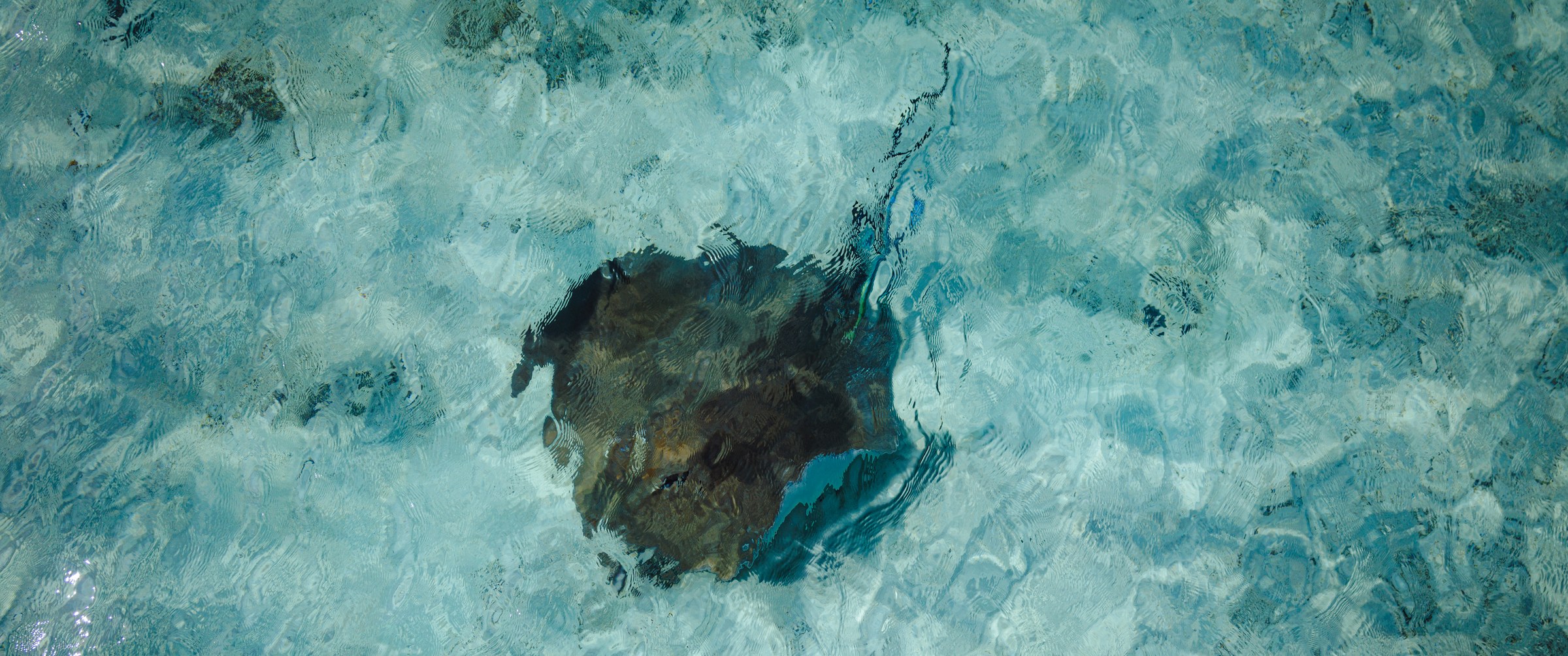 Aerial view of a lone dark coral head submerged in shallow turquoise water